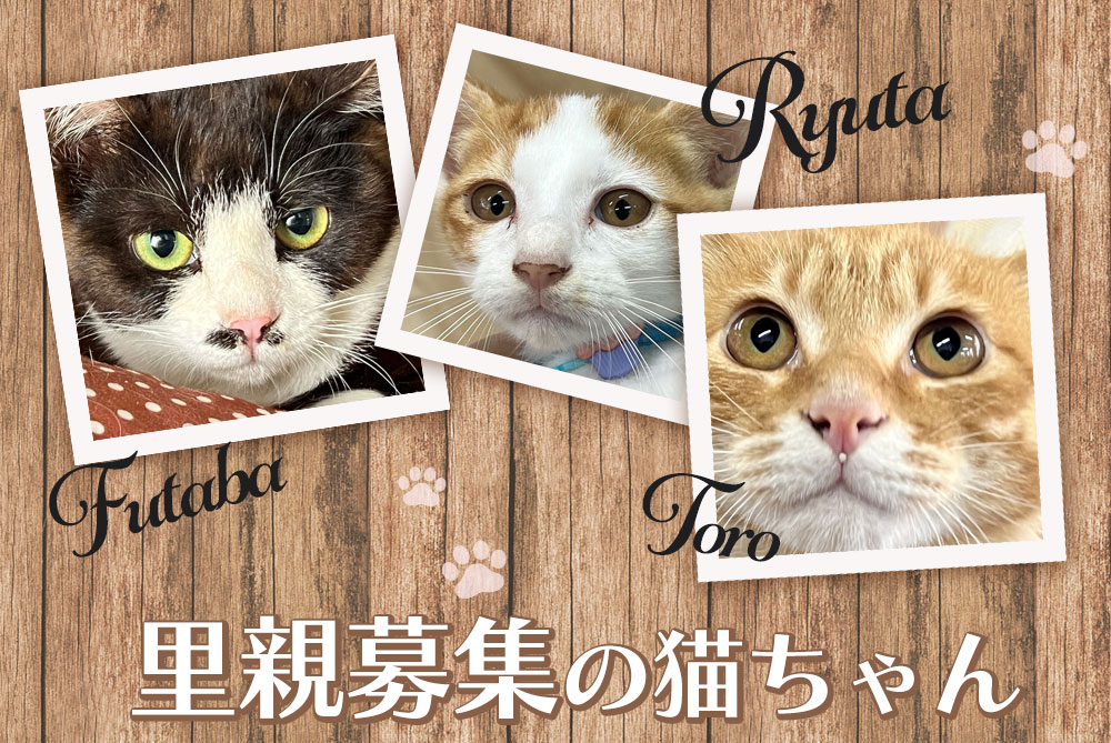 里親募集